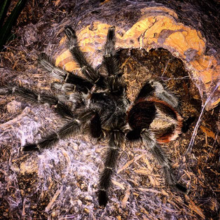 0.1 Grammostola iheringi adult female Spinne Spinnen Vogelspinne Vogelspinnen Spider Spiders Birdspider Birdspiders Tarantula Tarantulas
