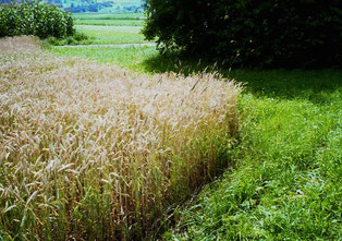 zwichendurch wieder einmal ein kleines Kornfeld