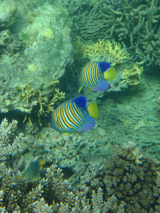 snorkeling, Caqalai, Fiji fish