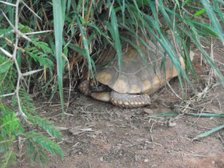 tortoise at Zoológico El Refugio, Samaipata, Bolivia