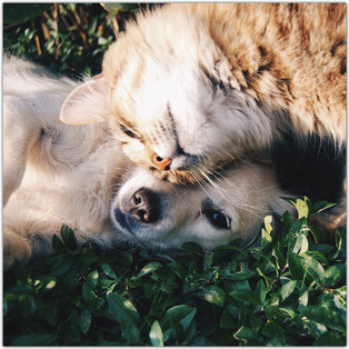 cat and dog cuddling