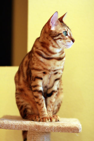 Gato bengalí