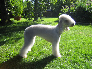 Rhea Maya von der Strauchmuehle "Rhea"