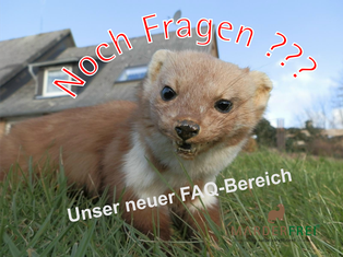 Fragen zum Marder, Fragen zum Madermittel, Marderabwehr Fragen