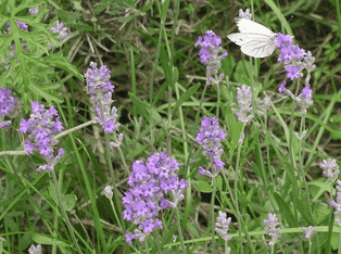 Wiese, Wildgaren, Kräuterwiese, Blumenwiese, Vorgarten, Garten, Bienen, Bienenhotel, Wildbienen, Monokultur, Nutzpflanzen, Grundstück