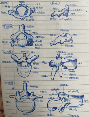 頸椎、胸椎、腰椎