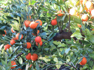 Oranges de sicile coop des  galline felici