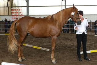 3. Platz Jawal Zayanne