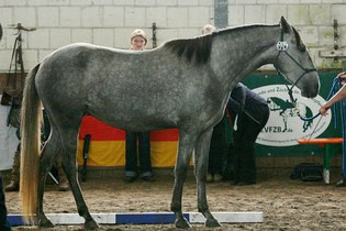 3. Platz Hashira vom Kapellenhof