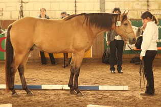 3. Platz Farasch ait Azzayani