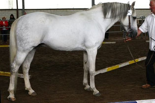 1. Platz T-Namour