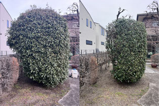 国立市で剪定する植木屋「纏造園」