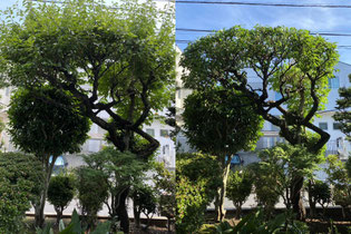多摩市で剪定する植木屋「纏造園」