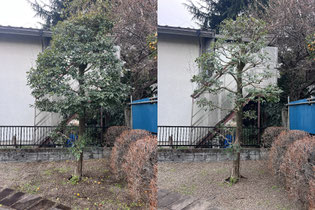 国立市で剪定する植木屋「纏造園」
