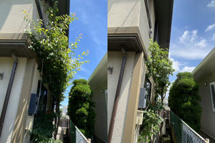 多摩市で剪定する植木屋「纏造園」