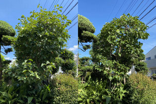 八王子市で剪定する植木屋「纏造園」