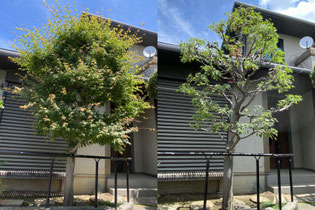 多摩市で剪定する植木屋「纏造園」