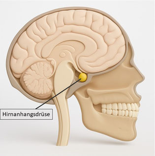 Hirnanhangsdrüse (Hypophyse) beim Menschen