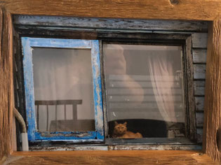 Kyoko Nakagawa 「猫は知っている」 ¥14,000 写真プリント 340㎜×260㎜(内寸275㎜×190㎜)