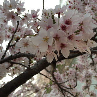 芹川の桜