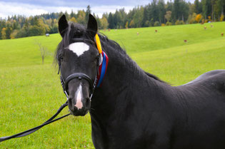 Rapphengst Rohan Schwarzwälder Kaltbluthengst Schwarzwälder Fuchs