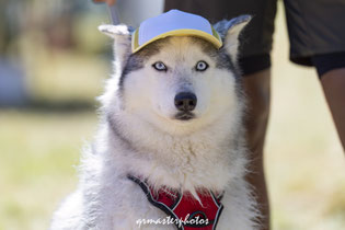 Canideplouf 2026 photo chien husky qrmasterphotos