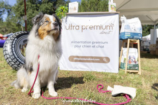 Photos chien au canideplouf 2026 ULTRA premium