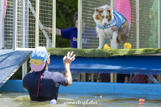 Photos du dog diving au canideploof 2026