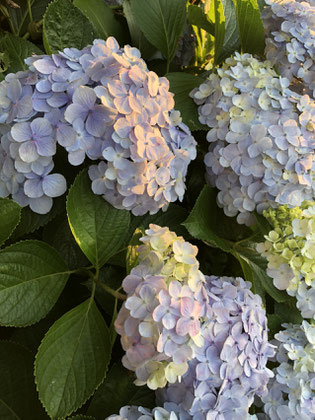 220607  朝陽を浴びる紫陽花