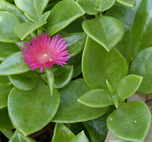 Aptenia_cordifolia - Ice Plant or Baby Sun Rose
