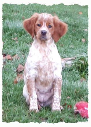 Chiot Epagneul Breton à l'école pour chiots à Dax