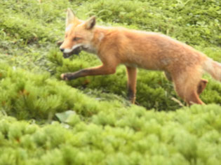 獲物をくわえたキタキツネが目の前を走る