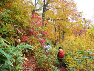 下山です。雨に濡れて紅葉も鮮やかです。登りは暗くて見えなかった。