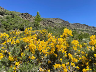 Schöne blühende Flora, viele verschiedene Schmetterlinge