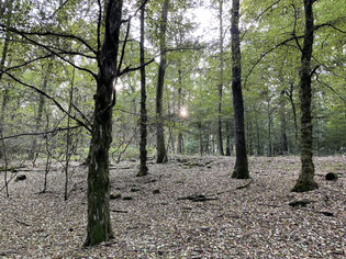 Ruhe genießen im freundlichen Buchenwald gleich nebenan