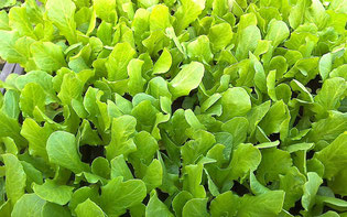 Gärtnerei Lächele - Salatpflanzen