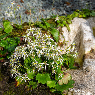 妙法山の大文字草