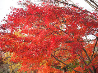 きれいな紅葉です
