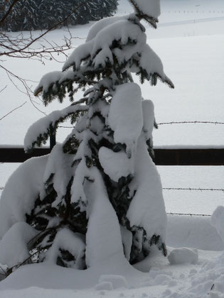snow