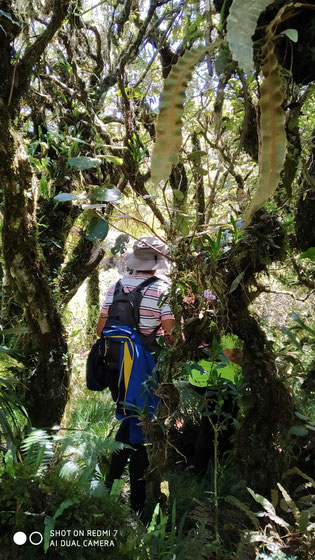 Reunion Island/Plaine des Cafres/Piton Tortue: Hiking on a jungle path