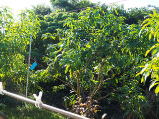 キーツマンゴー　2025/10/18