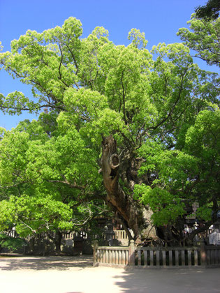 大三島「大山祇神社」の楠