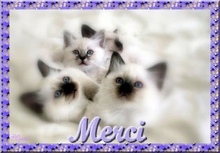 ecole du chat neuvecelle merci don