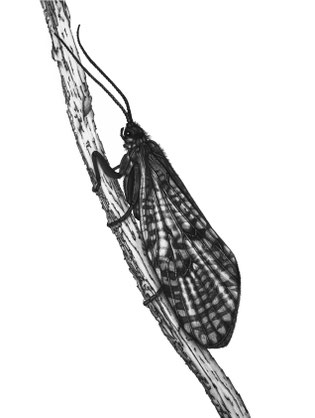 Köcherfliege