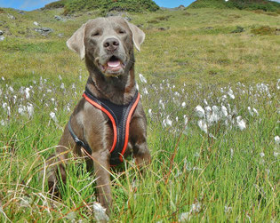 Django, Labradorrüde, silber