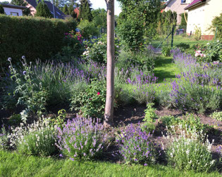 Lavendel angustifolia