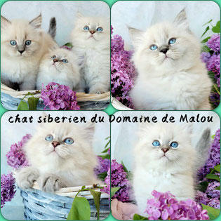 Elevage chat Sibérien
