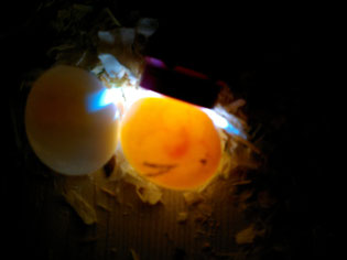 5 Tage altes befruchtetes Wellensittich Ei, da es das 1. Ei im Gelege war (Henne hat ggf. noch nicht so fest gebrütet) ist es vom Entwicklungsstand her mit dem vorangegangenen 4 Tage alten Ei Nr. 2 zu vergleichen
