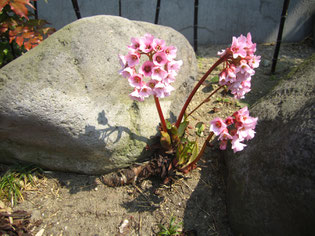 この花も庭の至る所に咲いてるのですが、何の花か分かりません。知っている方いらっしゃいませんか？笑