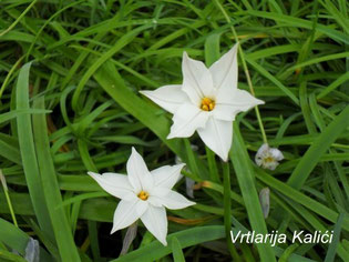 Ipheion uniflorum "White star"